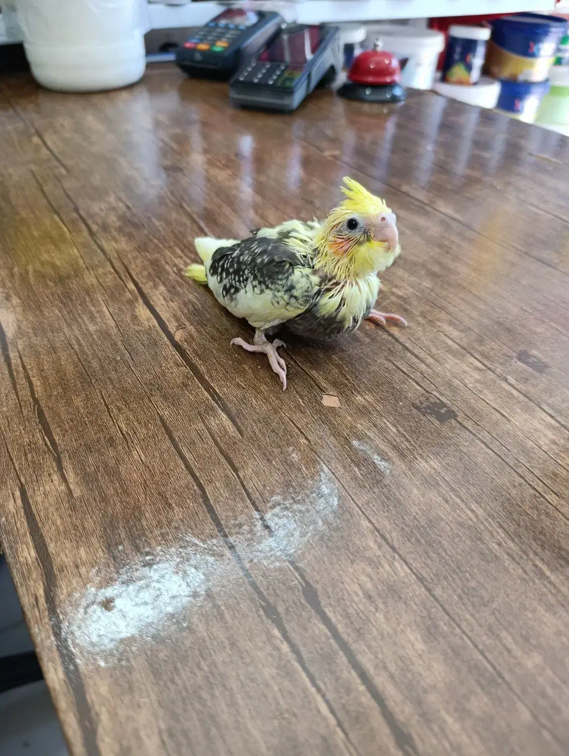 جوجه سرلاکی عروس هلندی|پرنده|ساری, |دیوار