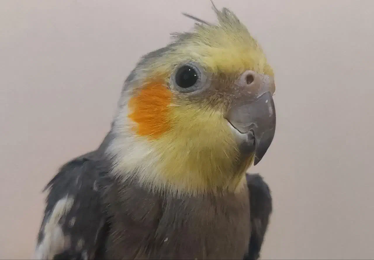 عروس هلندی|پرنده|مشهد, تربیت (صدف)|دیوار