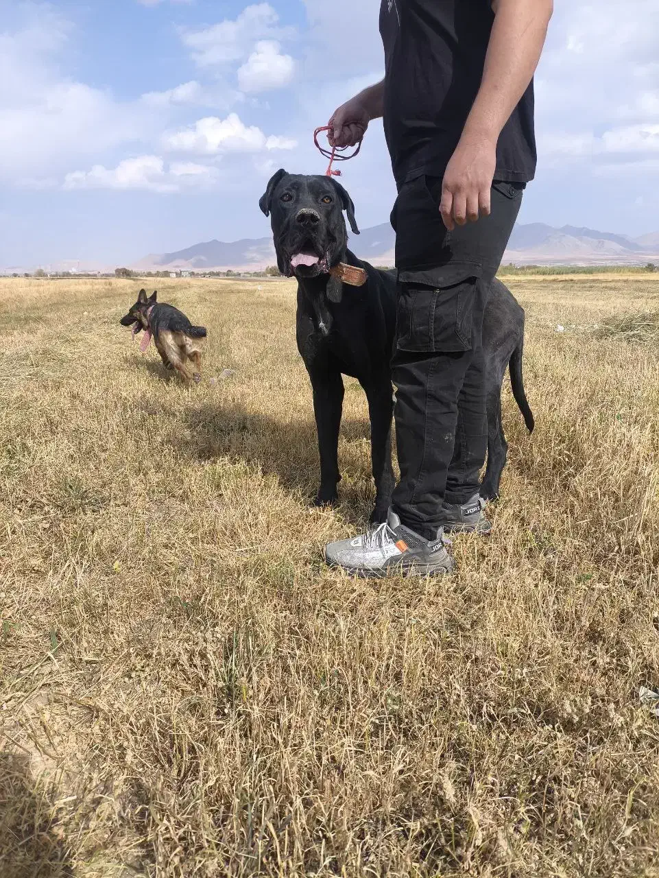 سگ گریدین|سگ|تهران, بلوار کشاورز|دیوار