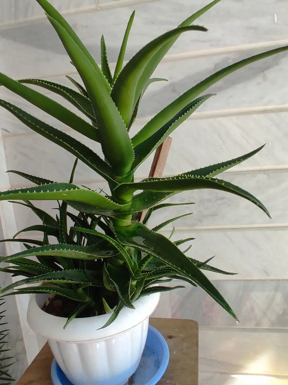 گل طبیعی|گل و گیاه طبیعی|اهر, |دیوار