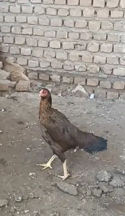 مرغ لاری|حیوانات مزرعه|سرخنکلاته, |دیوار