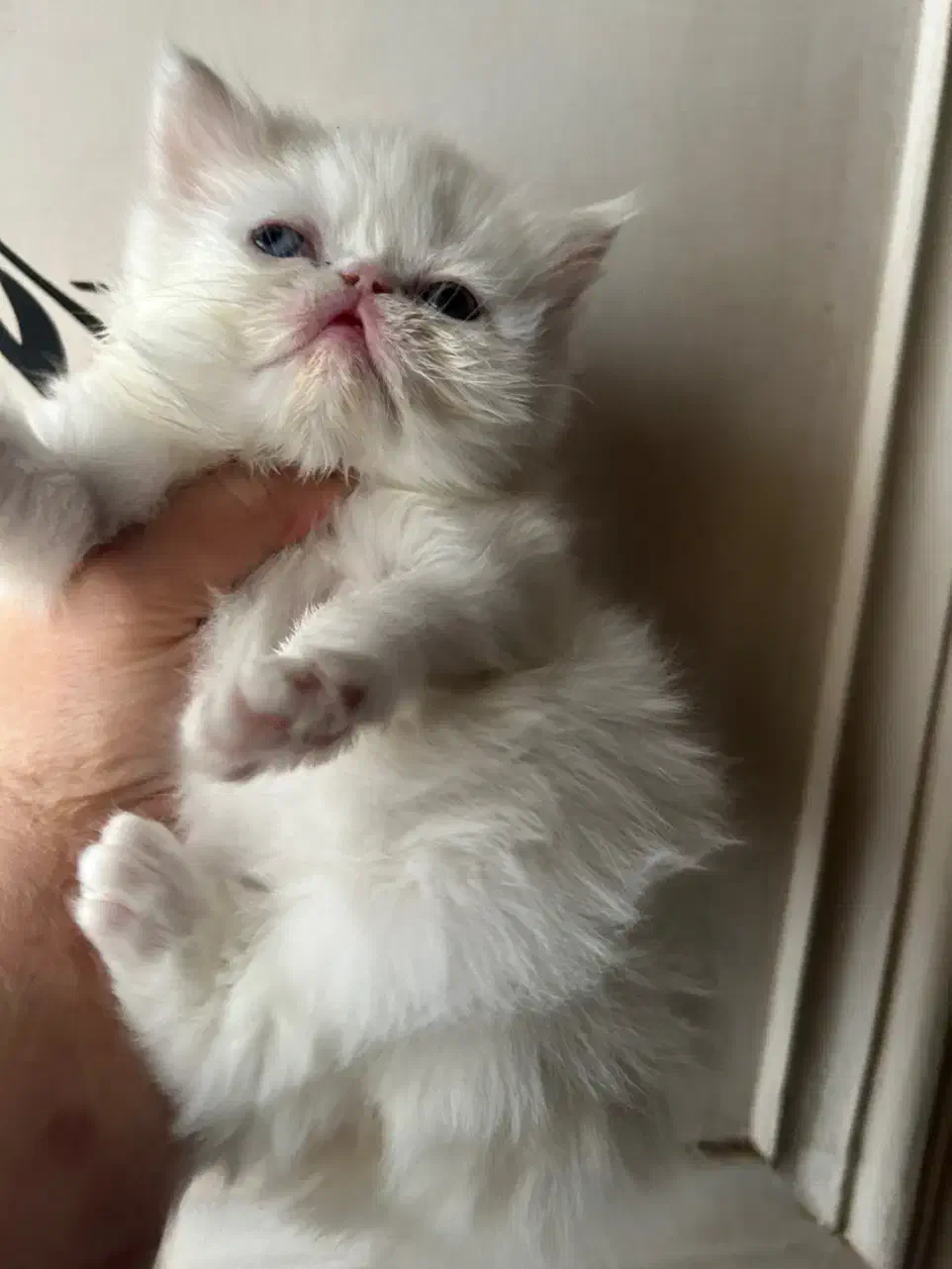 گربه|گربه|گرگان, |دیوار