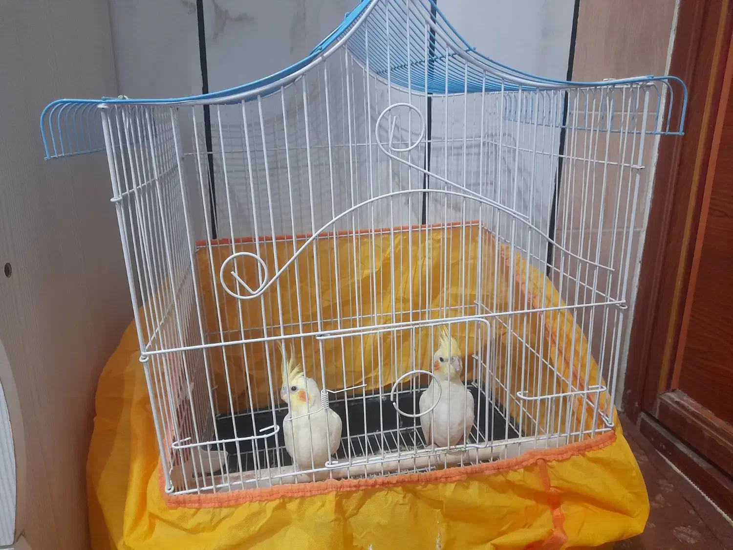 عروس هلندی لوتیو|پرنده|نجفآباد, شهرک صنعتی نجف آباد|دیوار