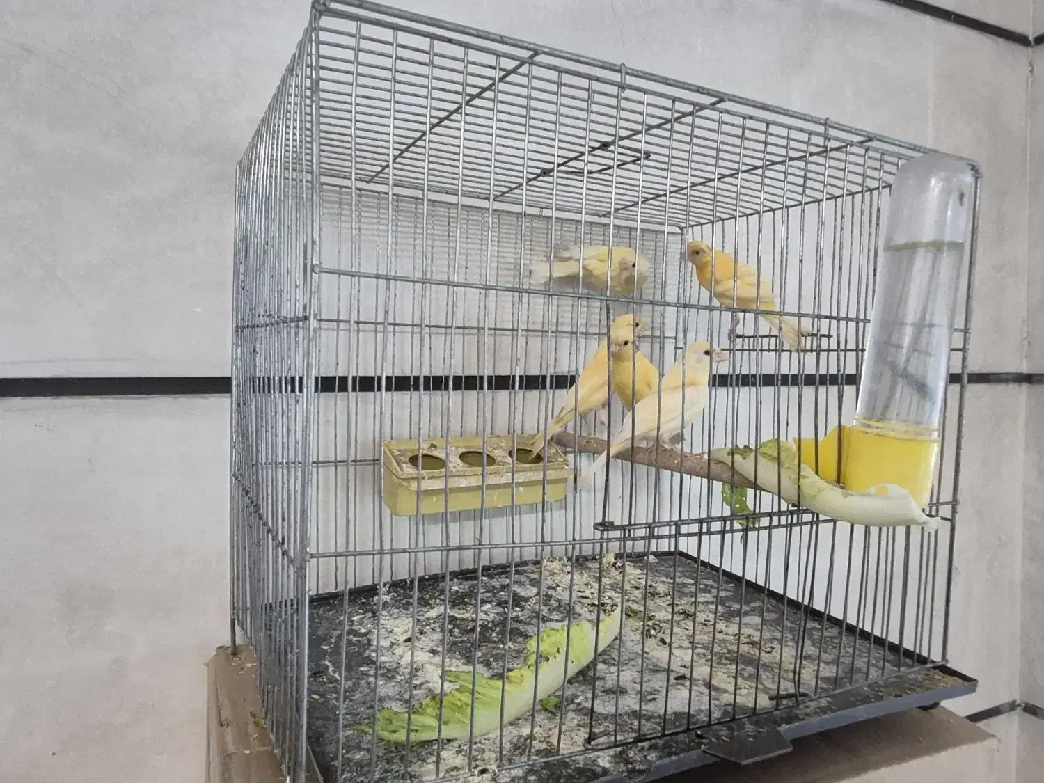 قناری|لوازم جانبی حیوانات|محمدیه-قزوین, |دیوار