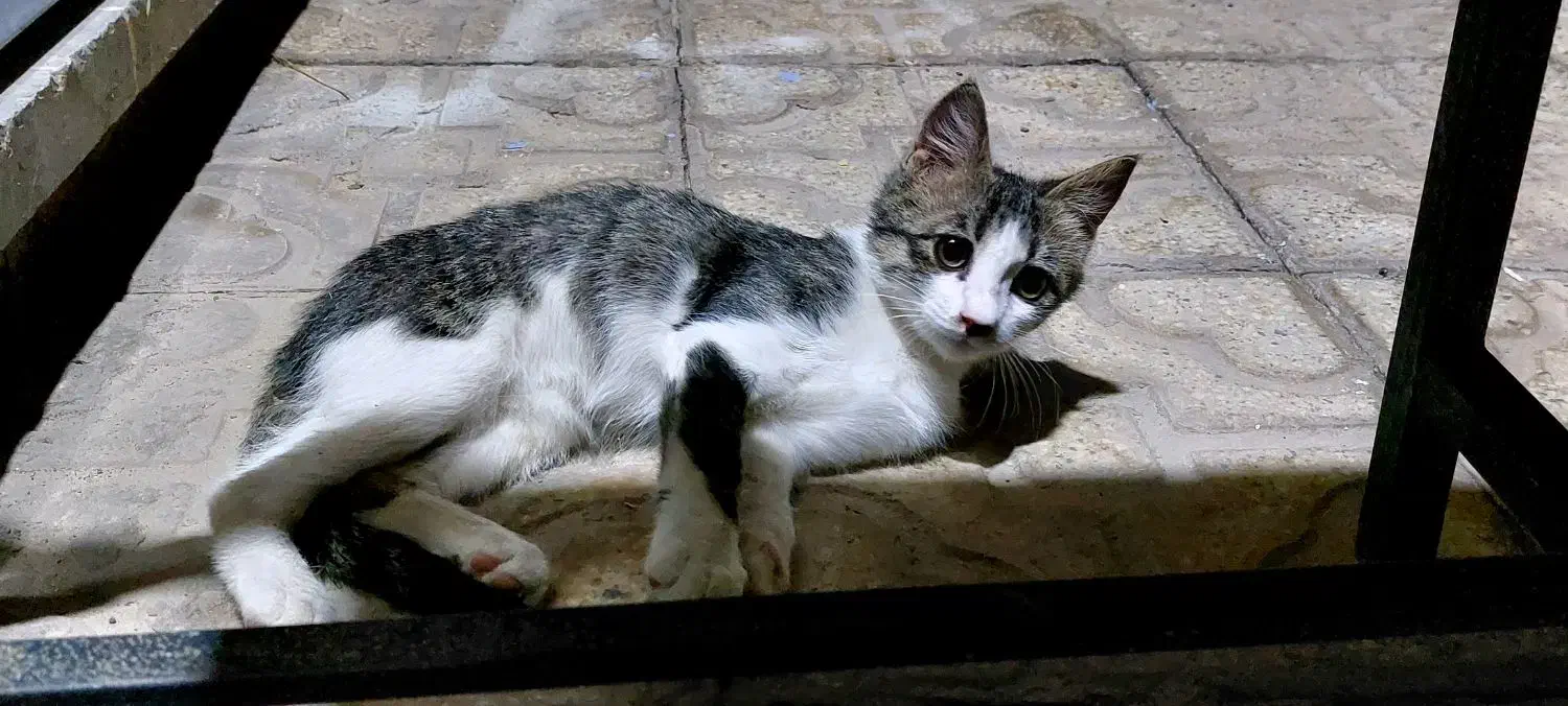 بچه گربه|گربه|مبارکه, |دیوار