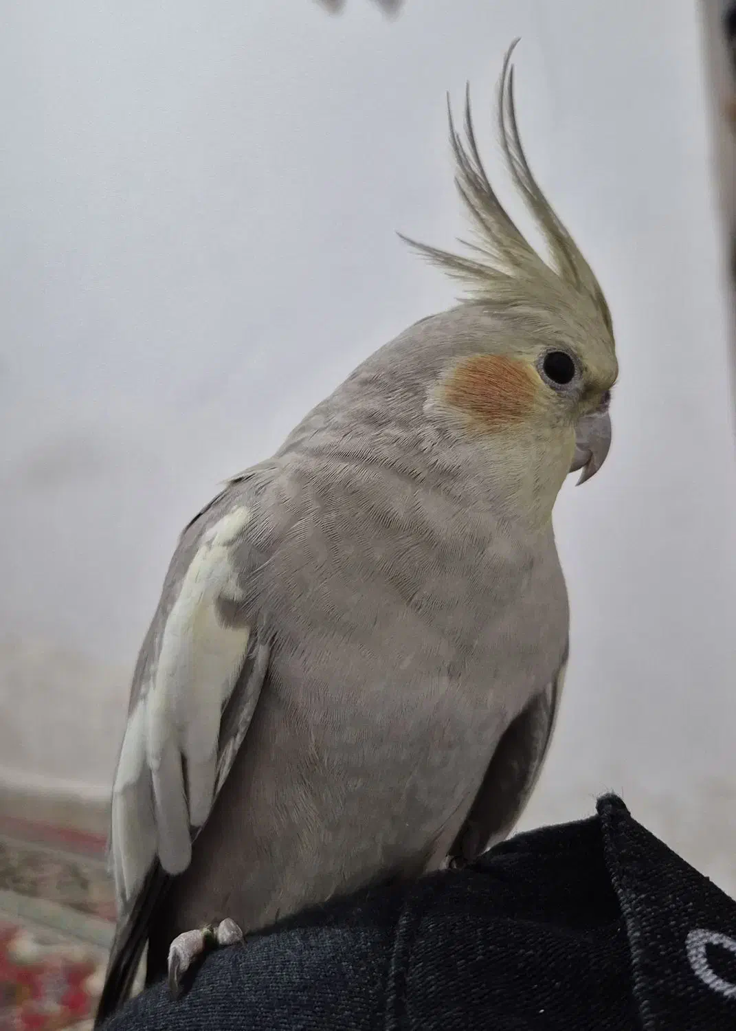 عروس هلندی ماده خاکستری|پرنده|مشهد, نیزه|دیوار