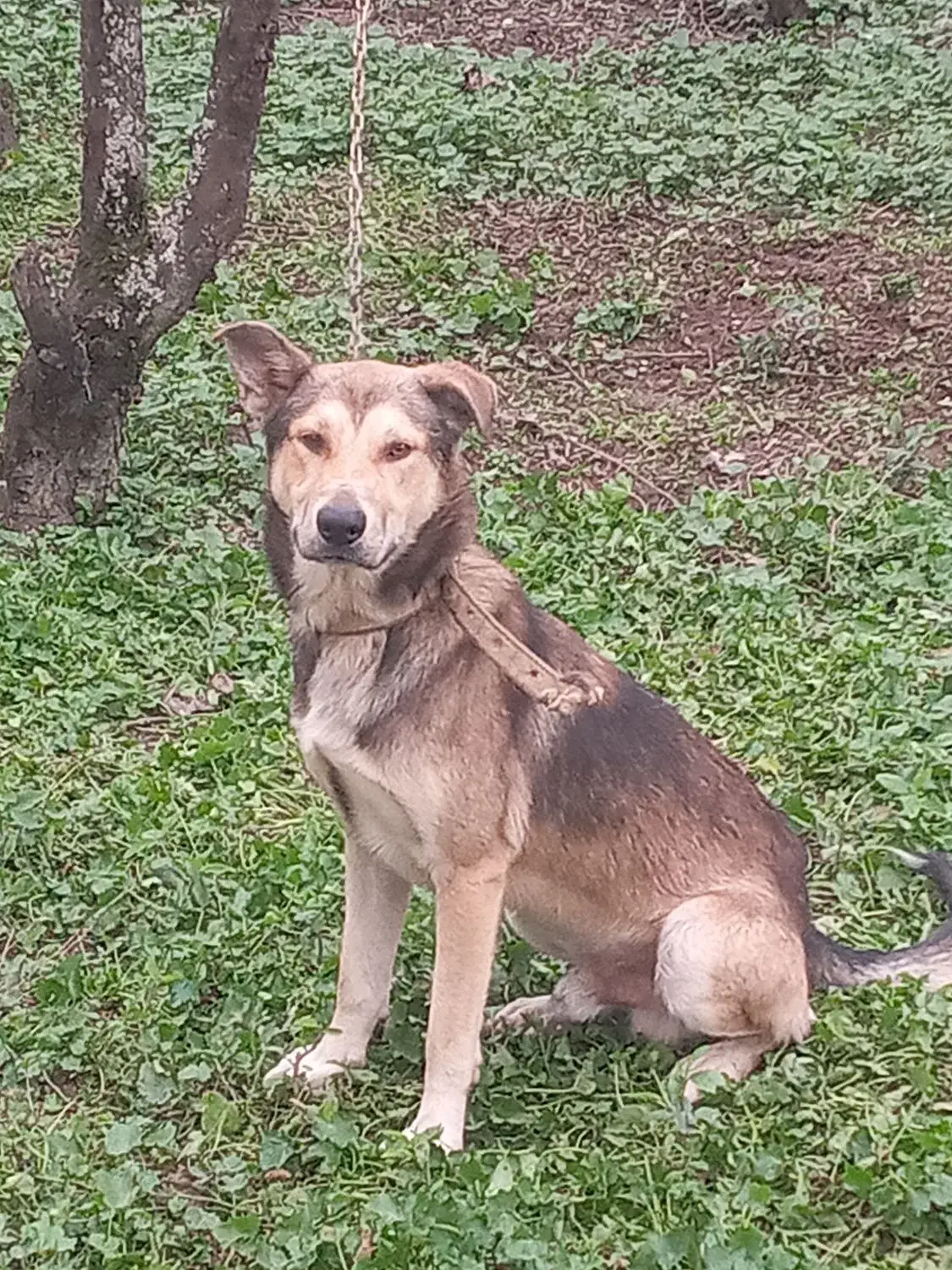 سگ نر گرگی نگهبان|سگ|سنگر, |دیوار