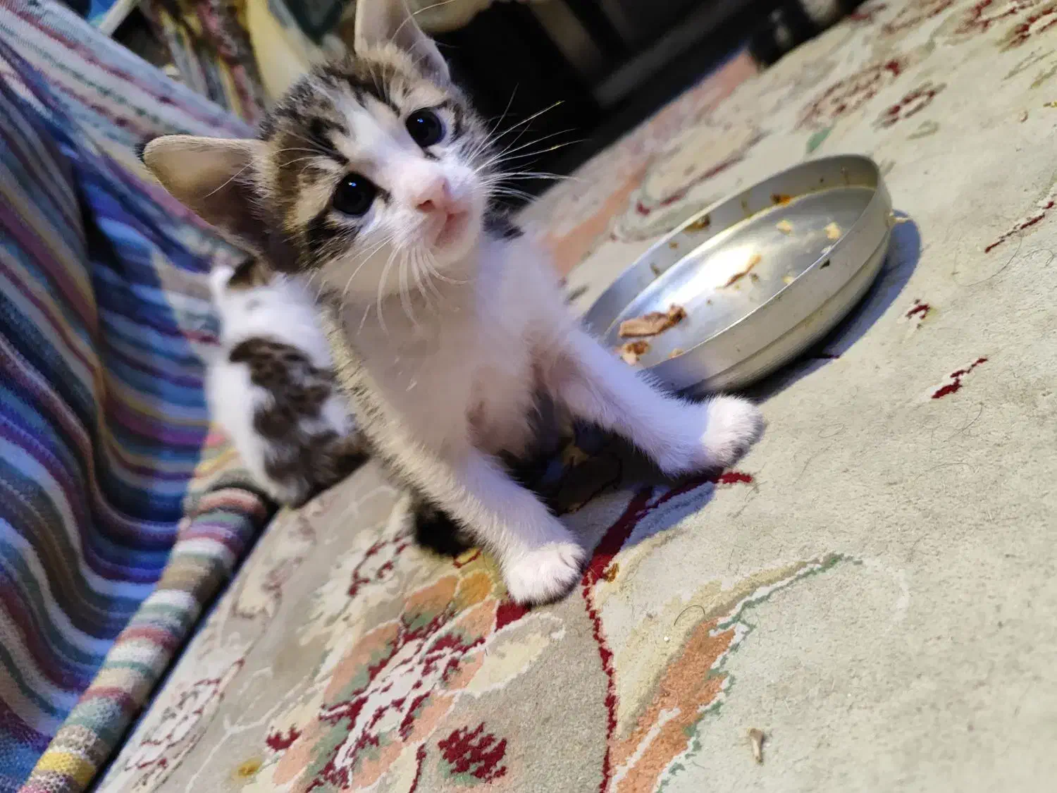 واگذاری گربه رایگان|گربه|صدرا-فارس, فاز ۱|دیوار