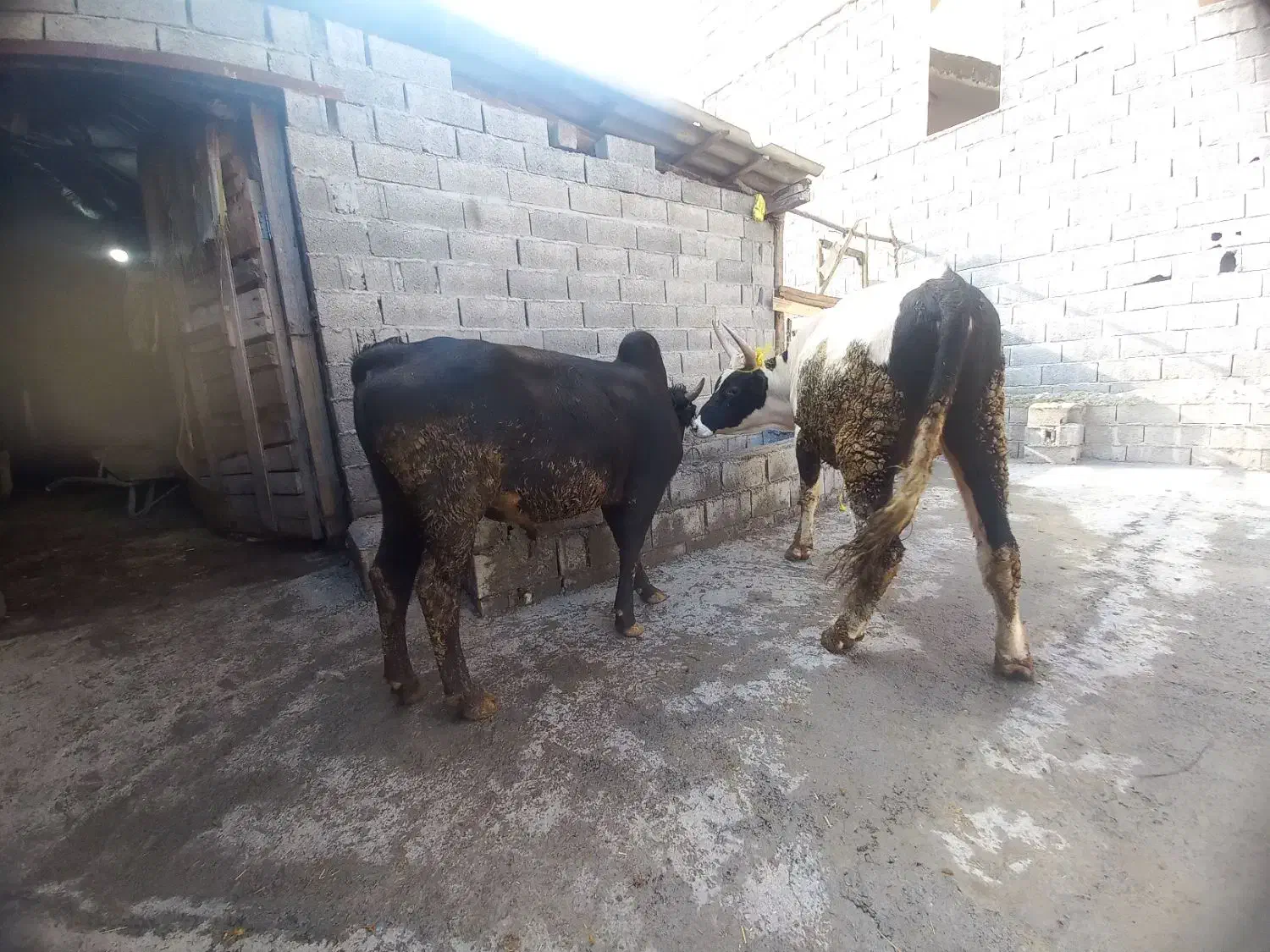 ورزا دورک  سرحال ۱۴۰ کیلو گوشت|حیوانات مزرعه|نوشهر, |دیوار