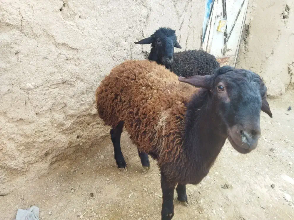 بره قوچ|حیوانات مزرعه|کرج, چمران|دیوار