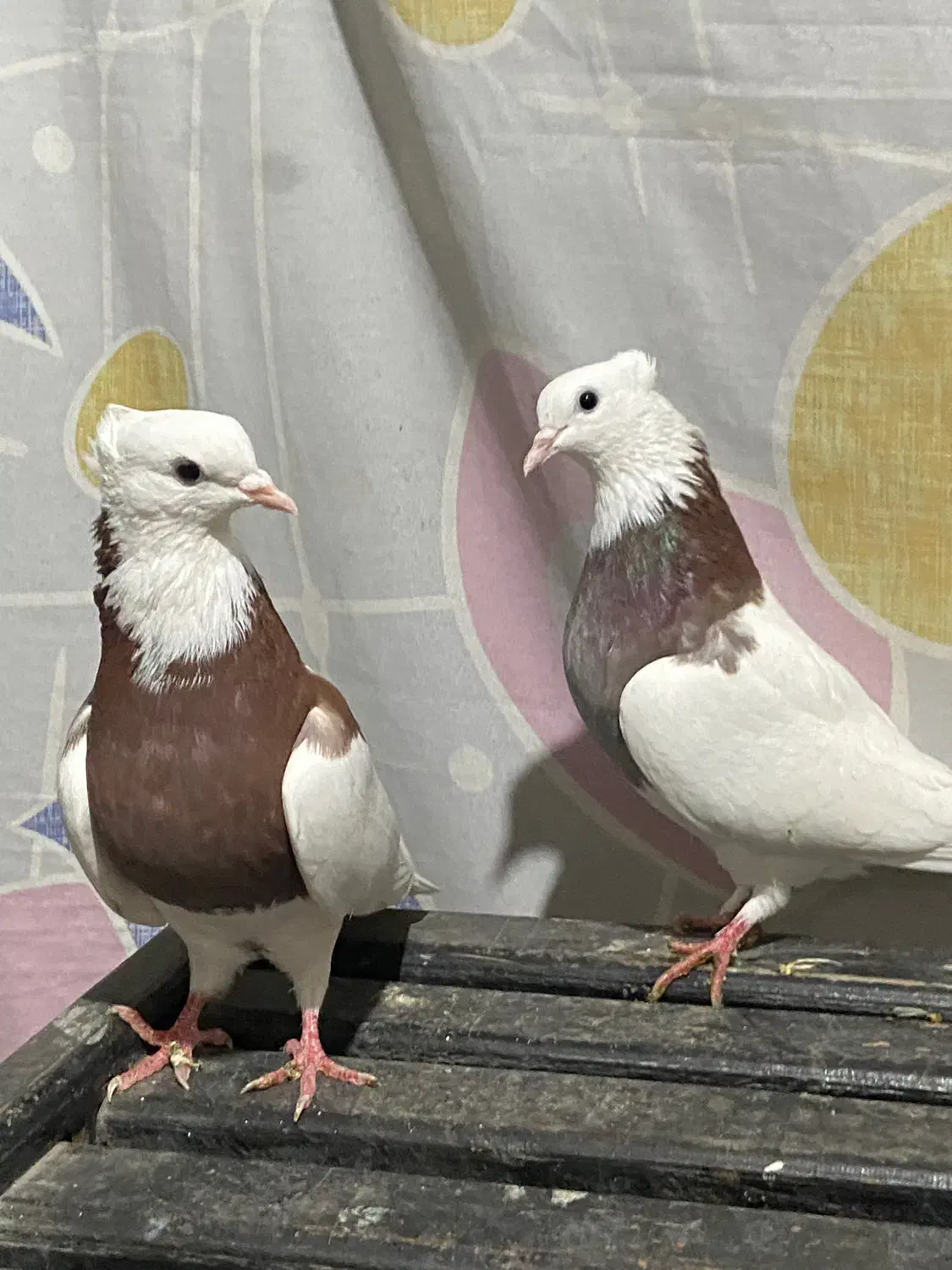 کبوتر طوقی|پرنده|پل سفید, |دیوار