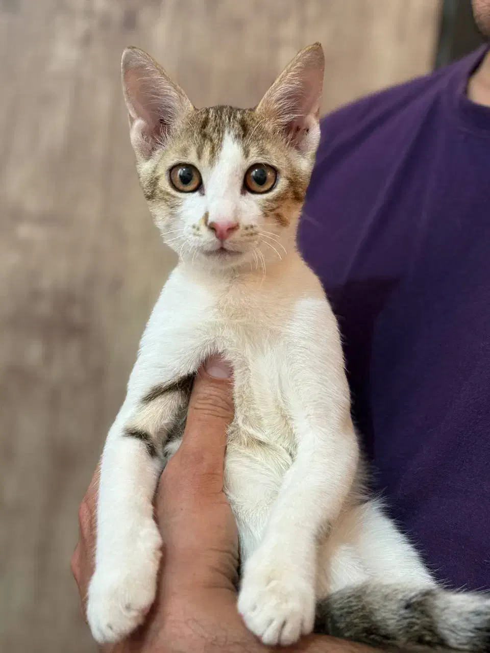 واگذاری گربه|گربه|آبادان, |دیوار