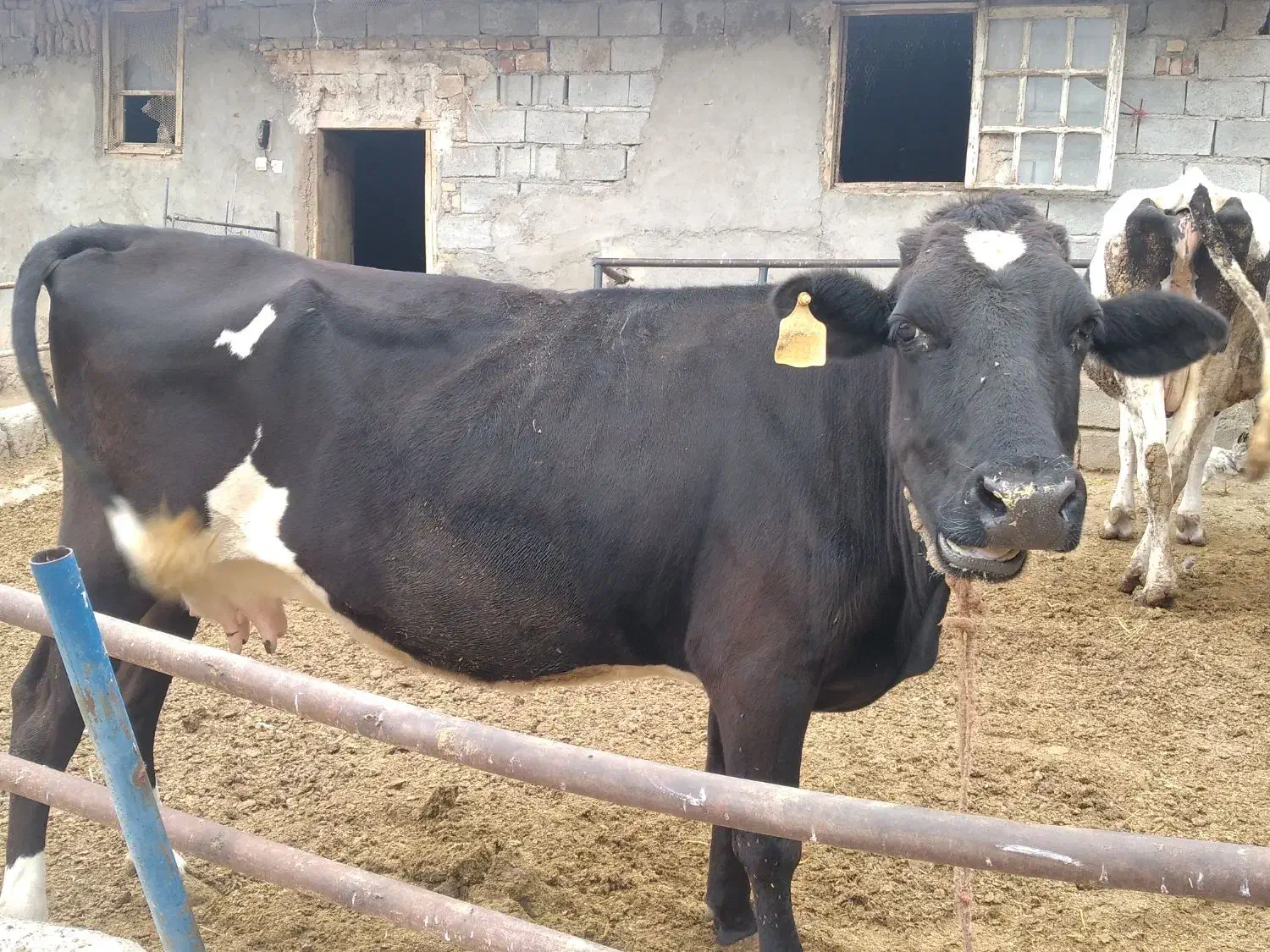گاو و گوساله|حیوانات مزرعه|تبریز, |دیوار