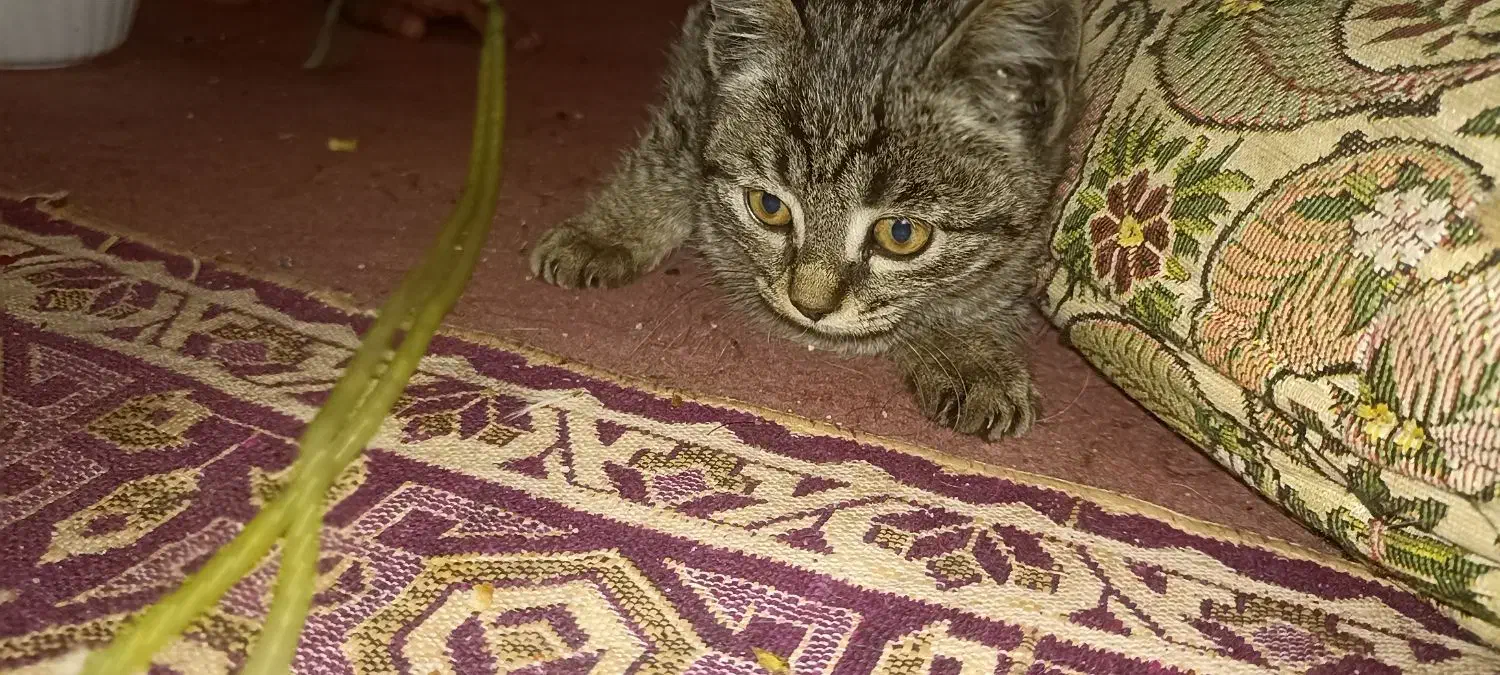 واگذاری گربه مشکی|گربه|زابل, |دیوار