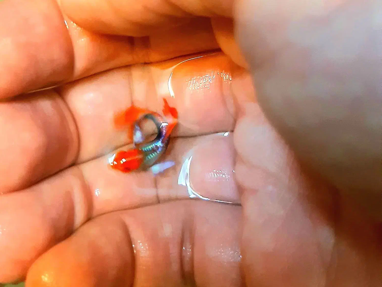 گوپی نژاد دامبو گرید A|ماهی|اصفهان, جلفا|دیوار