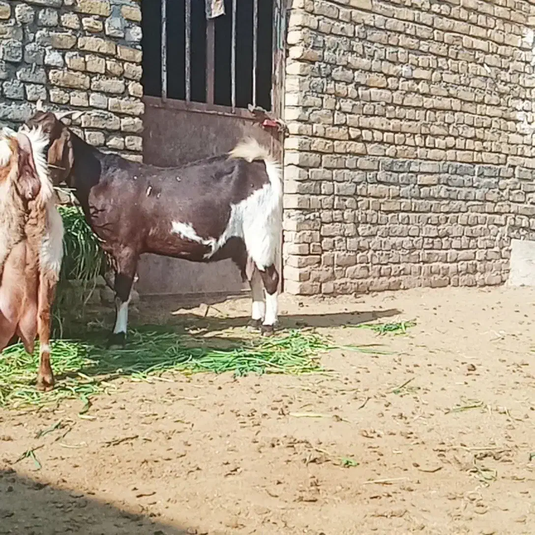 بز شیرا|حیوانات مزرعه|تربت‌حیدریه, پائین ولایت|دیوار