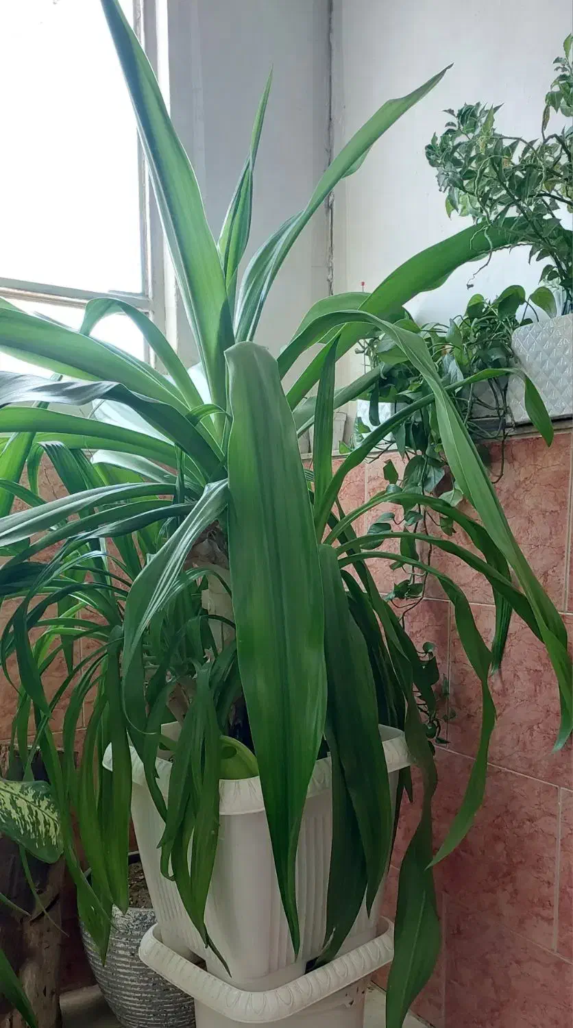 گل آپارتمانی|گل و گیاه طبیعی|یزد, |دیوار