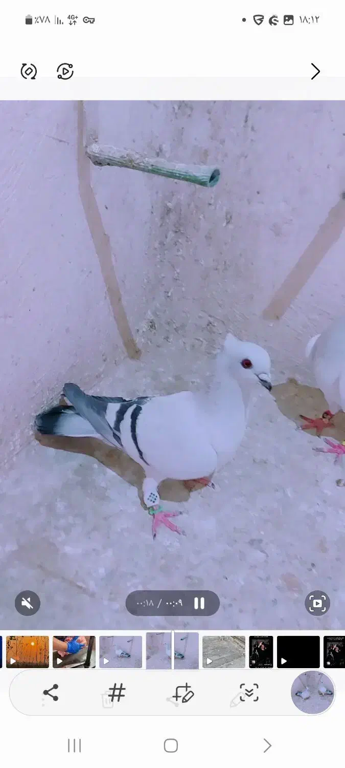 شامی کاکلی|پرنده|مرودشت, ابوذر شمالی‎|دیوار