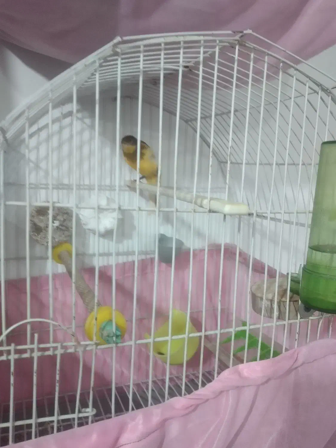 یک جفت قناری ویک عدد ماده|پرنده|محمدیه-قزوین, |دیوار