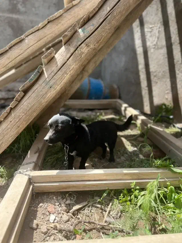 پاکوتاه فیندو نر|سگ|میاندوآب, |دیوار