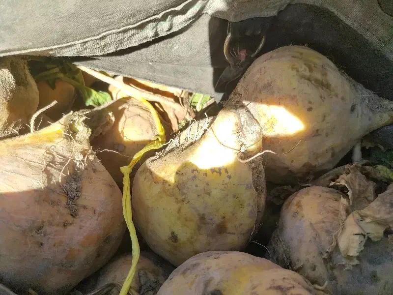 چقندر دامی|لوازم جانبی حیوانات|کبودرآهنگ, |دیوار