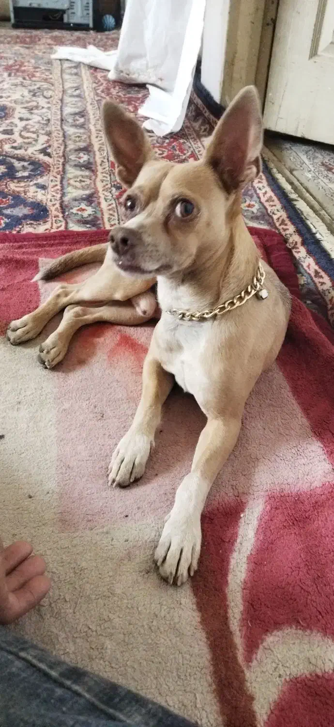 واگذاری پیتبول چند مدل سگ نگهبان|سگ|مشهد, همت آباد|دیوار