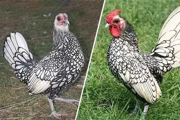 ۹ تا تخم نطفه دار مرغ سبرایت|حیوانات مزرعه|کاشان, فاز ۲ ناجی آباد|دیوار