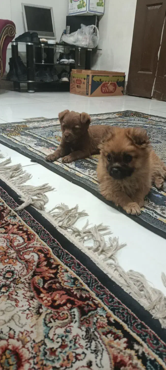 سگ پاکوتاه|سگ|مشهد, امیرآباد|دیوار