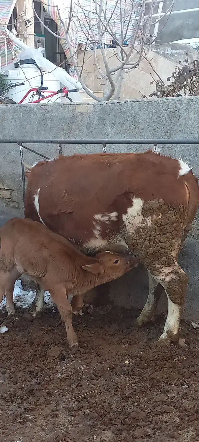 گاوسیمنتال|حیوانات مزرعه|آوج, |دیوار