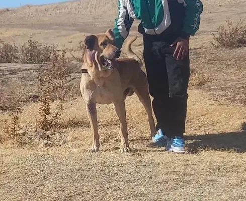 سگ سرابی|سگ|هشترود, |دیوار