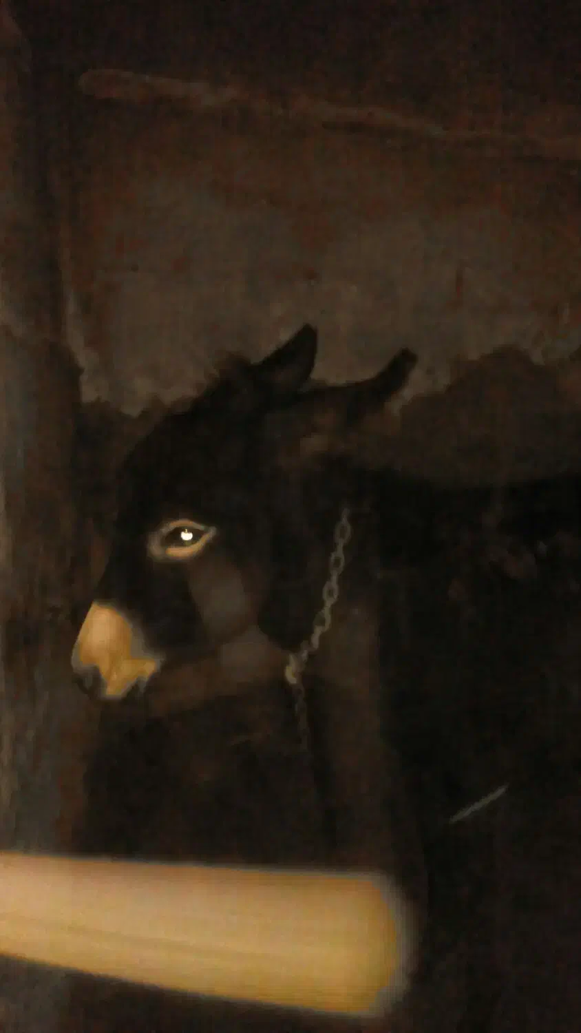 فروش الاغ مادیان جوان یک ونیم ساله درمرند|حیوانات مزرعه|مرند, |دیوار