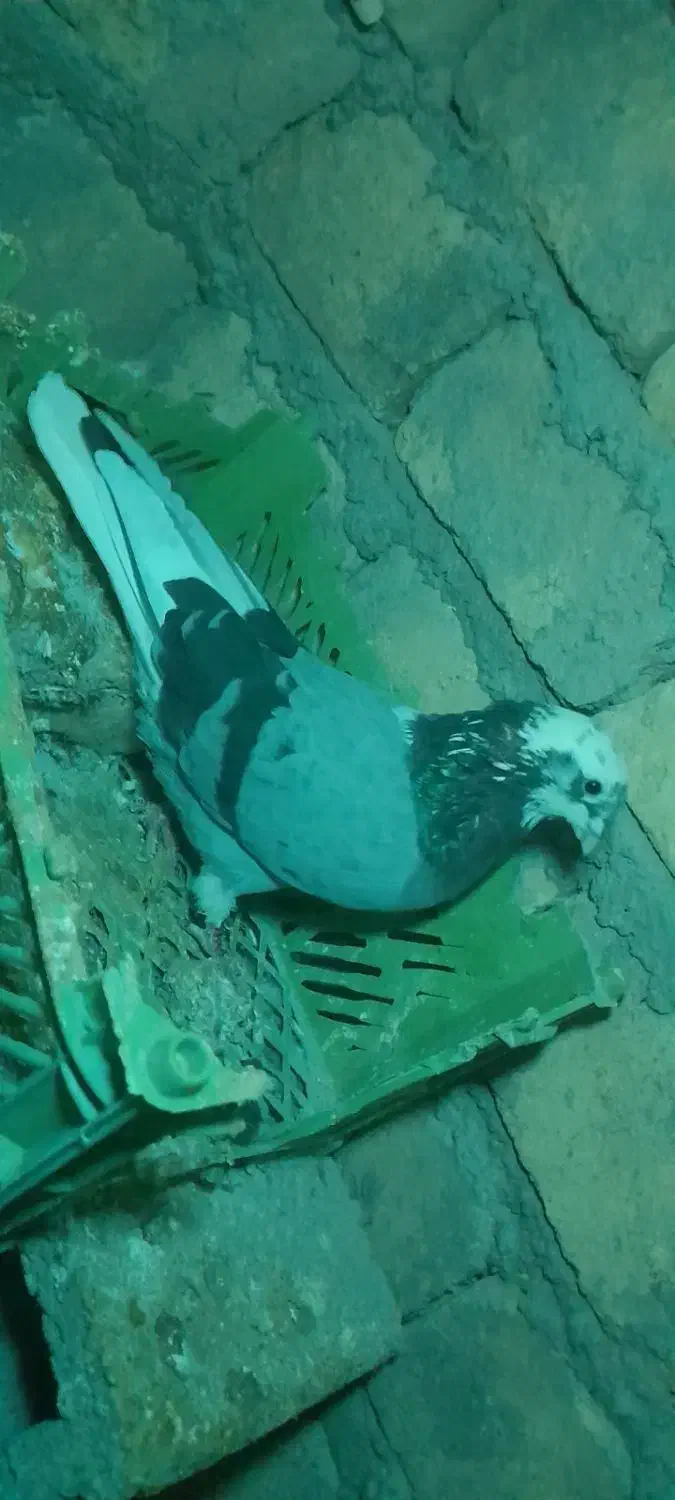 کبوتر شازده کاو گمشده|حیوانات|نورآباد, |دیوار