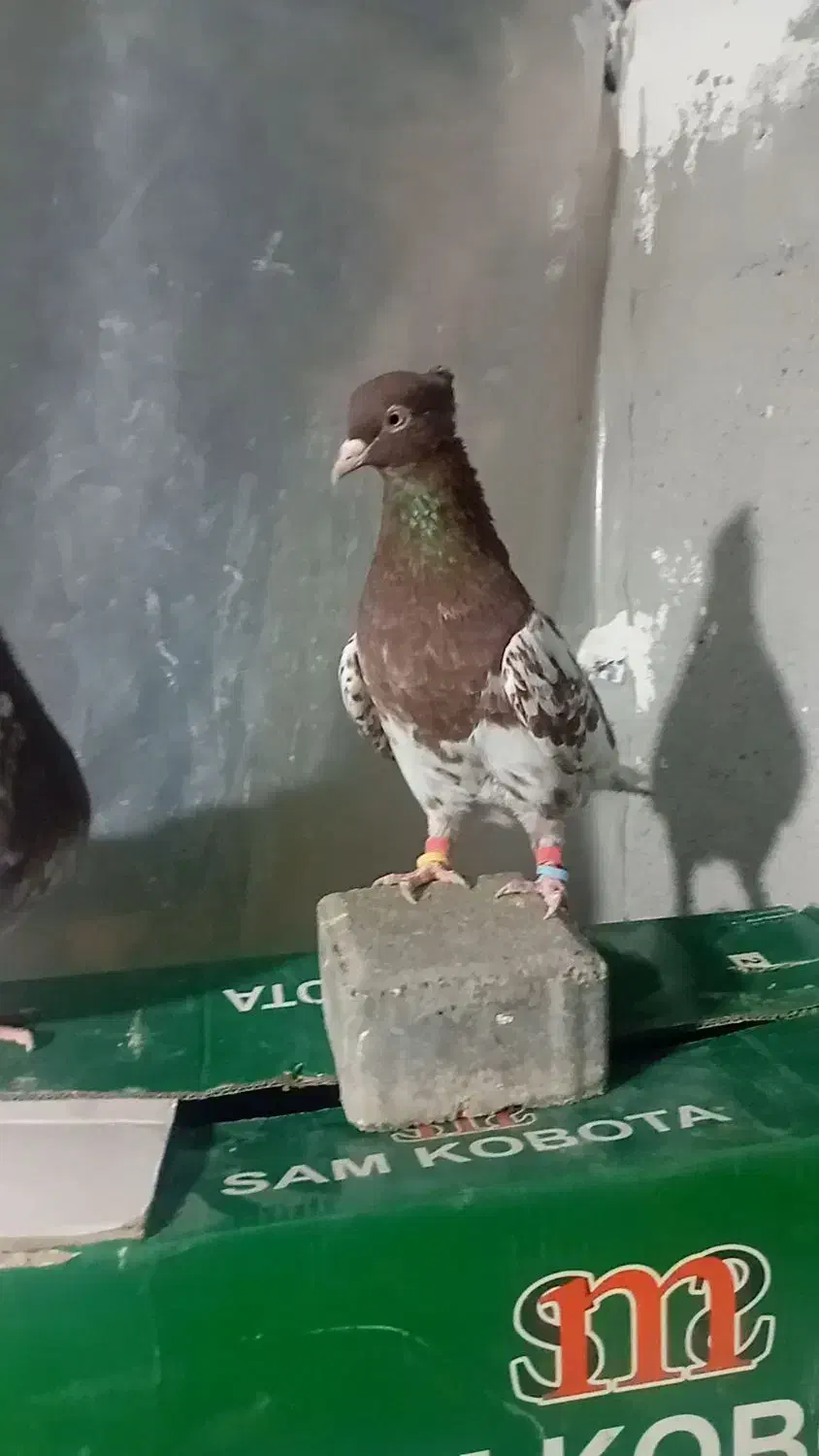 باسلام یک عدد کله سرخ ماده زات قدیم|پرنده|قلندر آباد, |دیوار