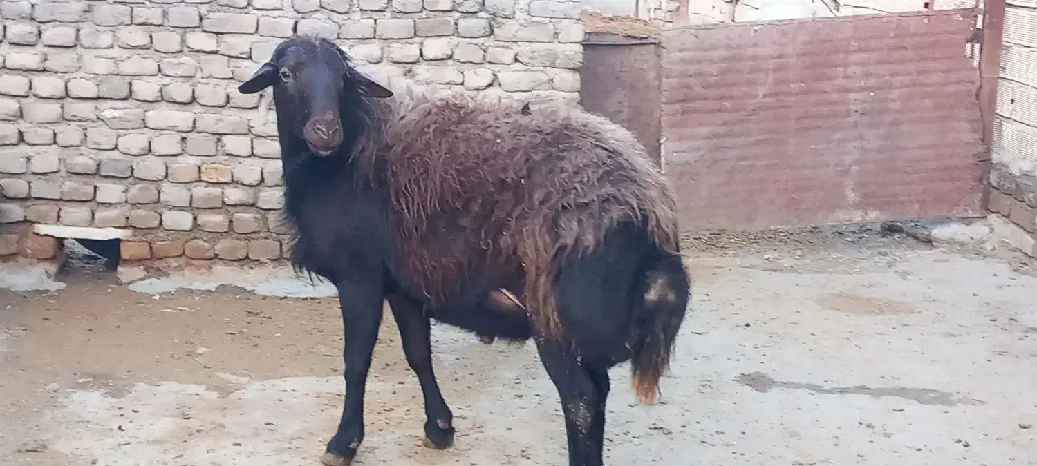 فروش قوچ|حیوانات مزرعه|سیلاخور, |دیوار