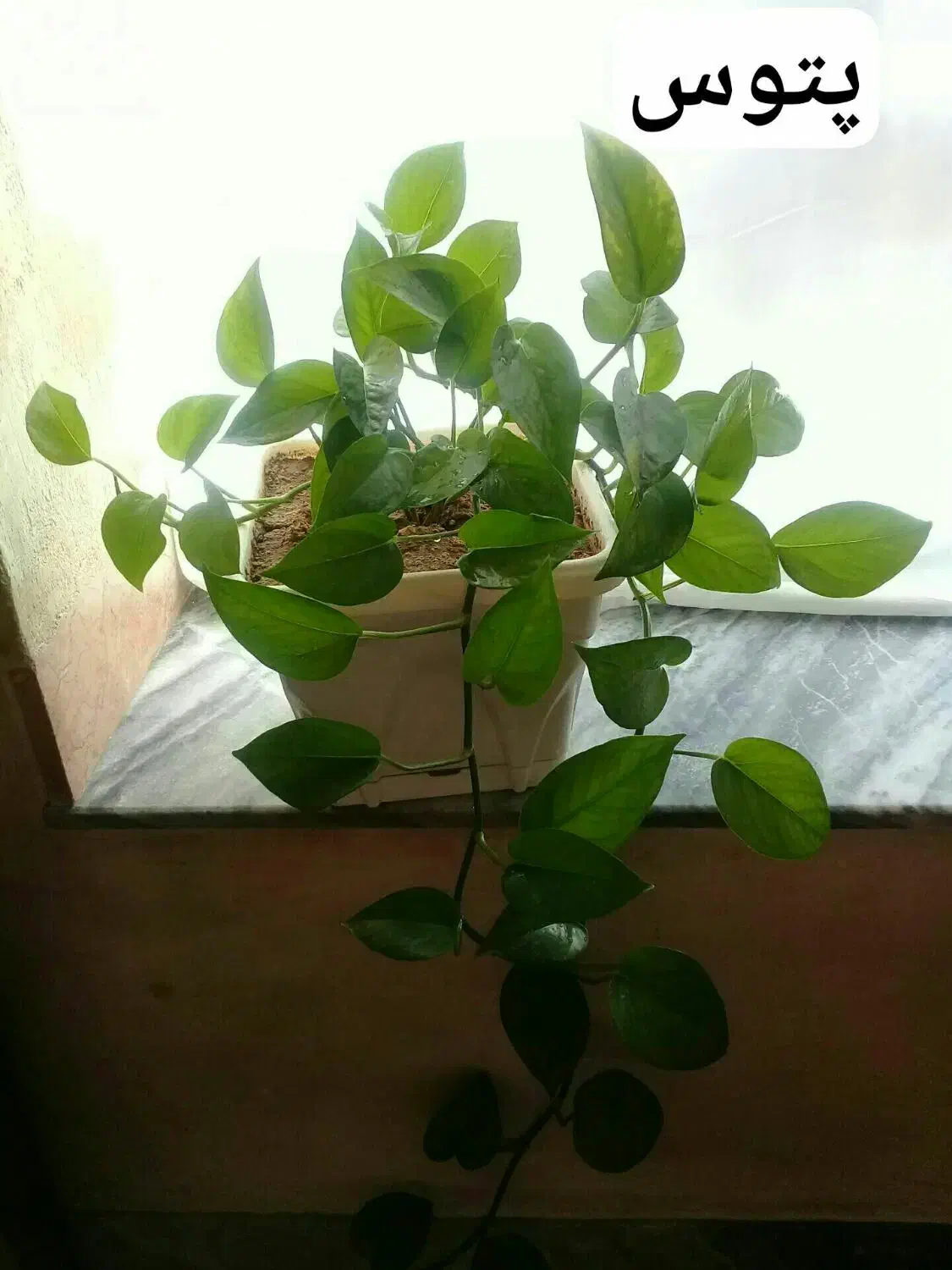 گل زیبا وطبیعی|گل و گیاه طبیعی|سرپل ذهاب, |دیوار