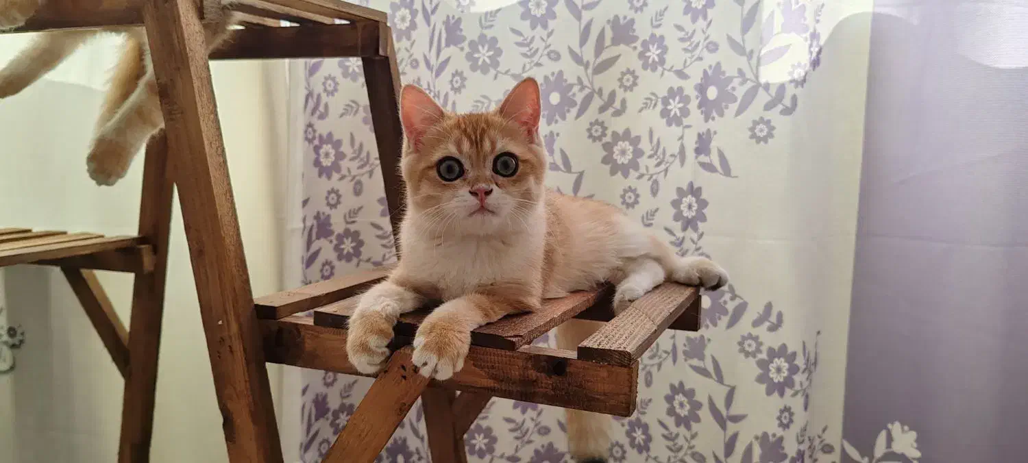 پسر کوچولوی بغلی|گربه|کرج, شهرک امام رضا (ع)|دیوار