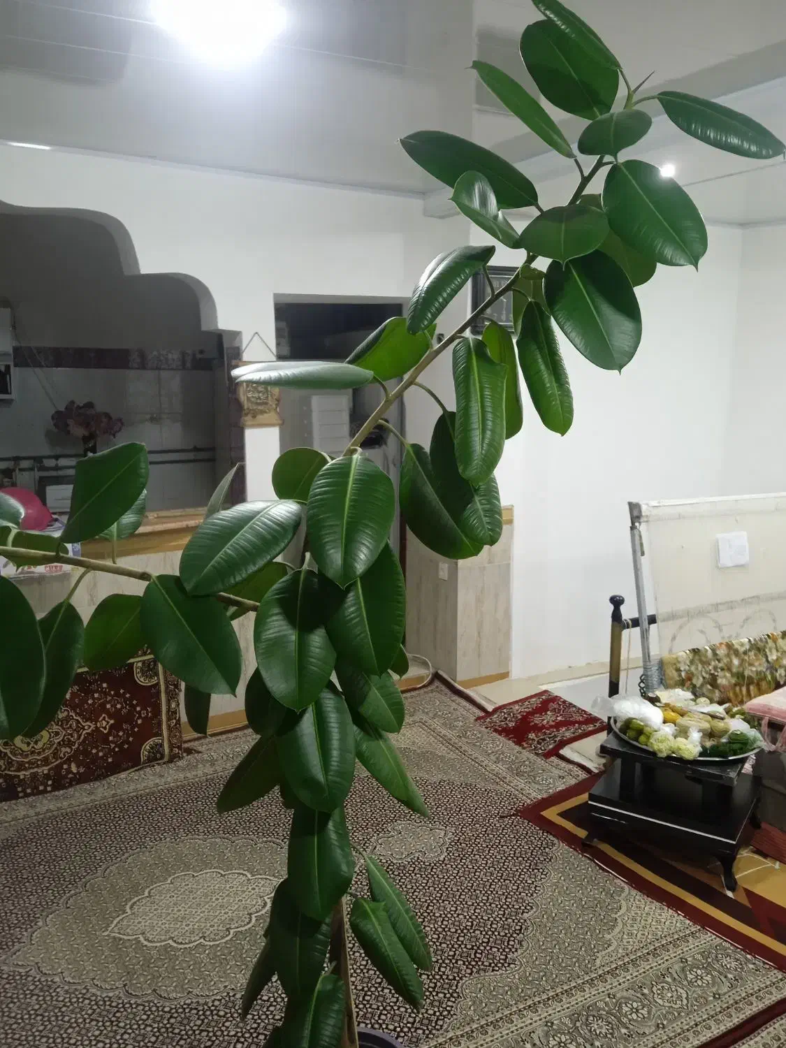 گوش فیل طبیعی|گل و گیاه طبیعی|مهاباد (آذربایجان غربی), |دیوار