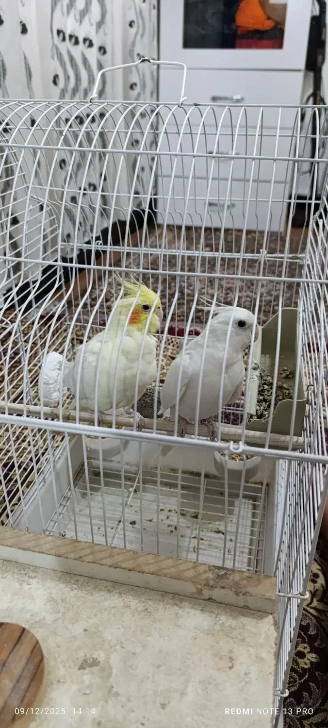 عروس هلندی|پرنده|اشنویه, |دیوار