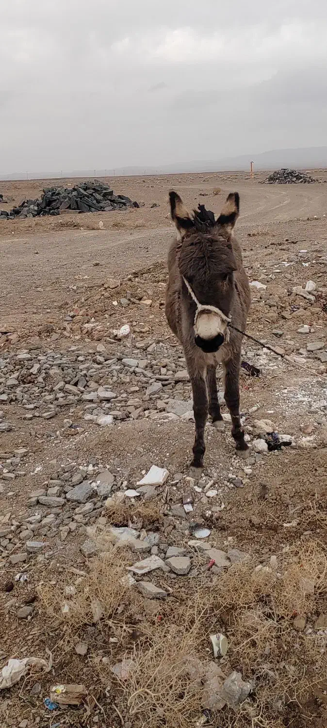 یک الاغ ماده|حیوانات مزرعه|درمیان, |دیوار