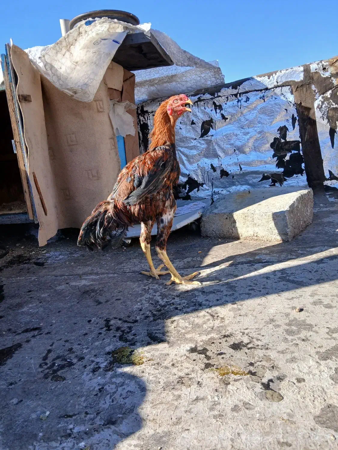 یک عدد خروس لاری|حیوانات مزرعه|مرند, |دیوار