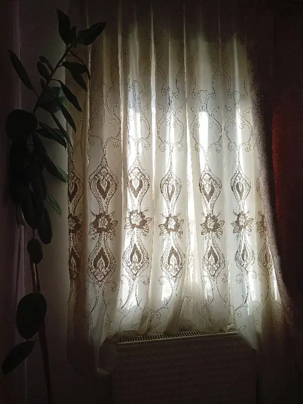 گل فیکوس|گل و گیاه طبیعی|تهران, اوقاف|دیوار