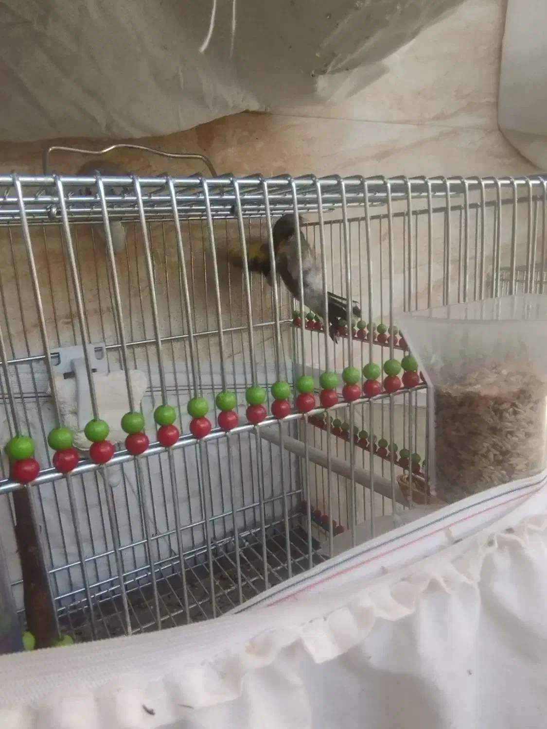 سهره دورگ|پرنده|خمینیشهر, |دیوار