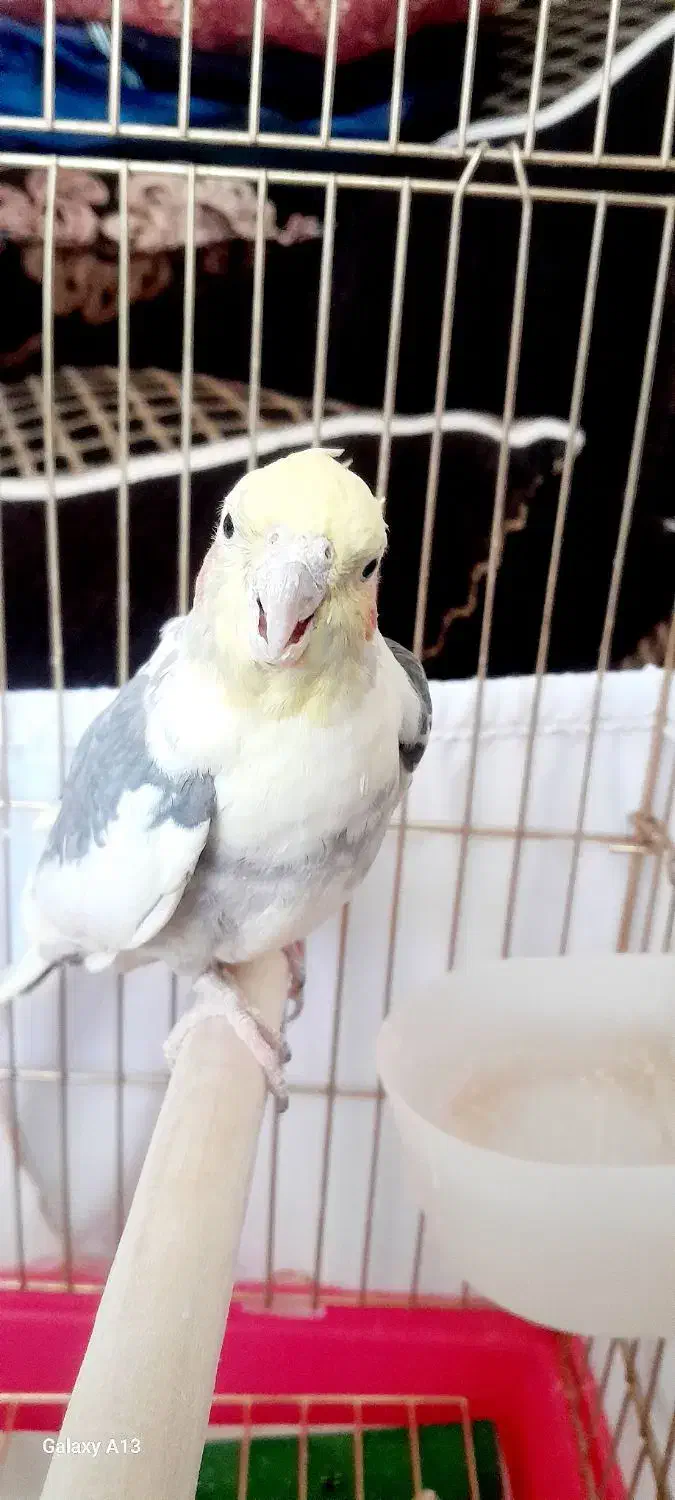 پرنده بازیگوش|پرنده|سلماس, |دیوار