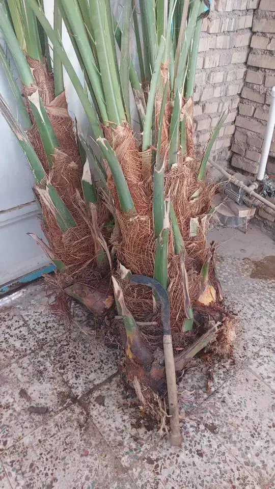 پاجوش جوش نخل سعمران درجه یک موجود|خدمات باغبانی و درختکاری|اهواز, کارون|دیوار