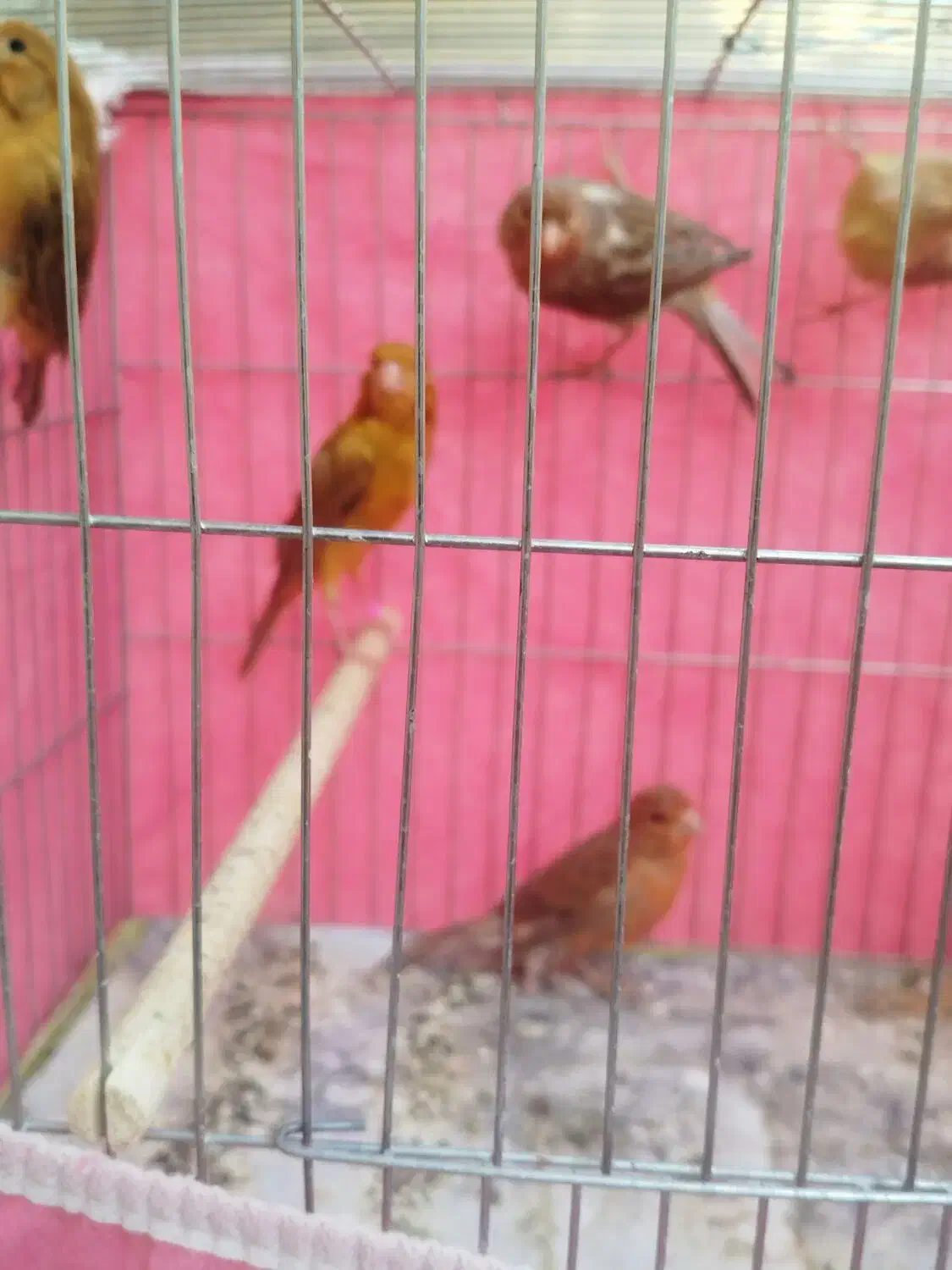 قناری|پرنده|شاهین‌شهر, اقبال لاهوری|دیوار