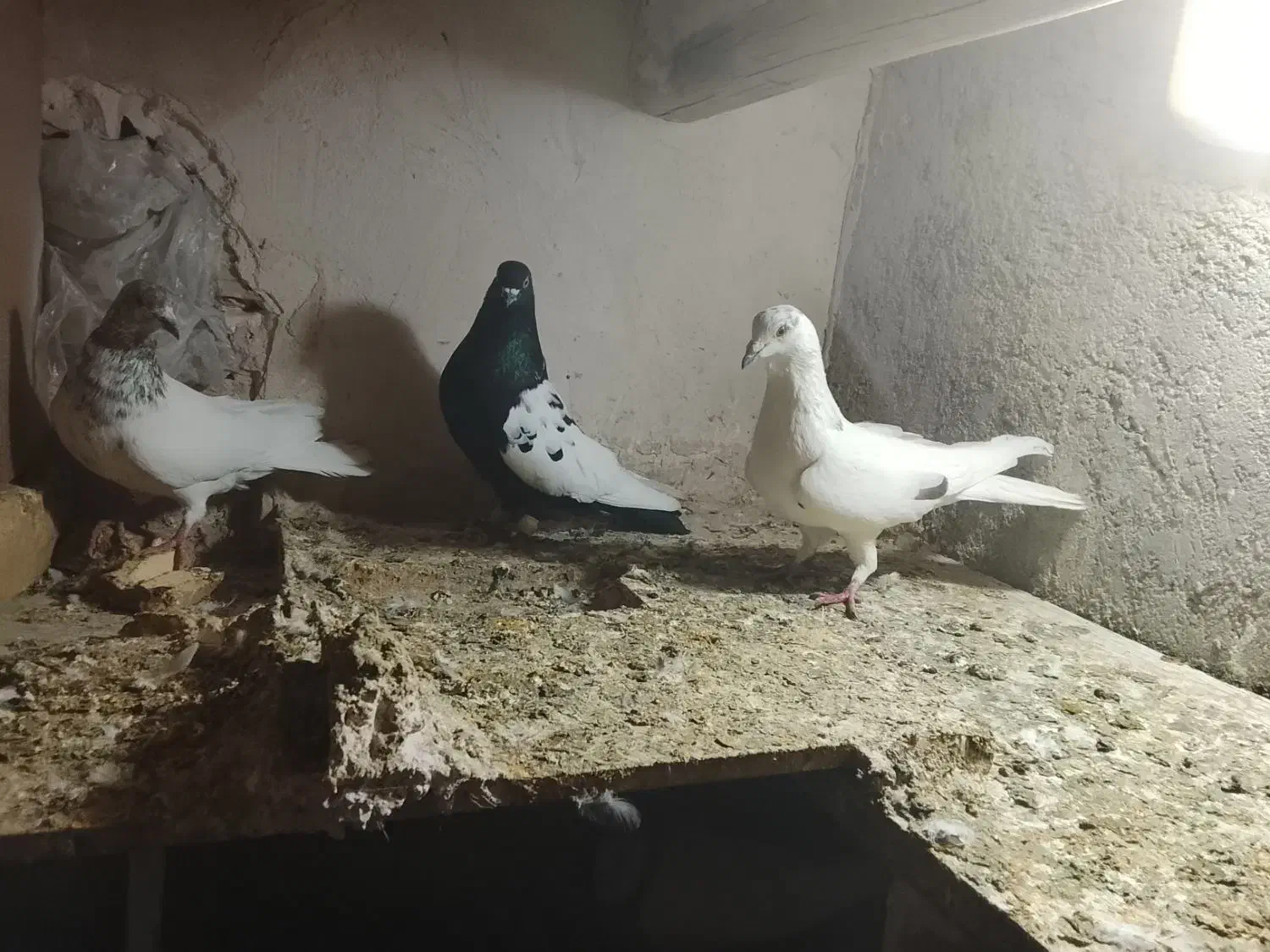 کبوتر رنگی صید|پرنده|چناران, |دیوار