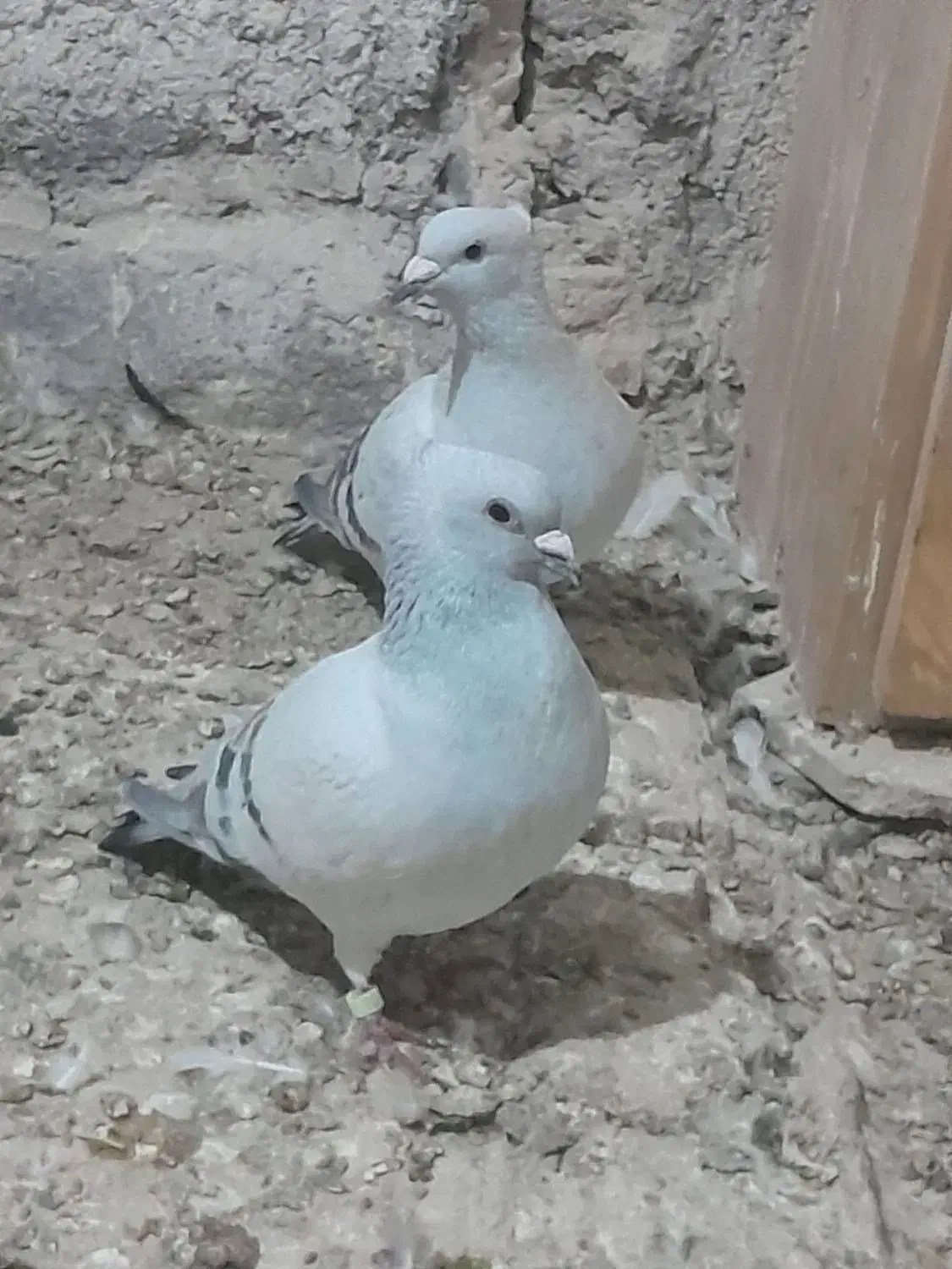 شامی کاکلی روشن و...|پرنده|قائن, |دیوار