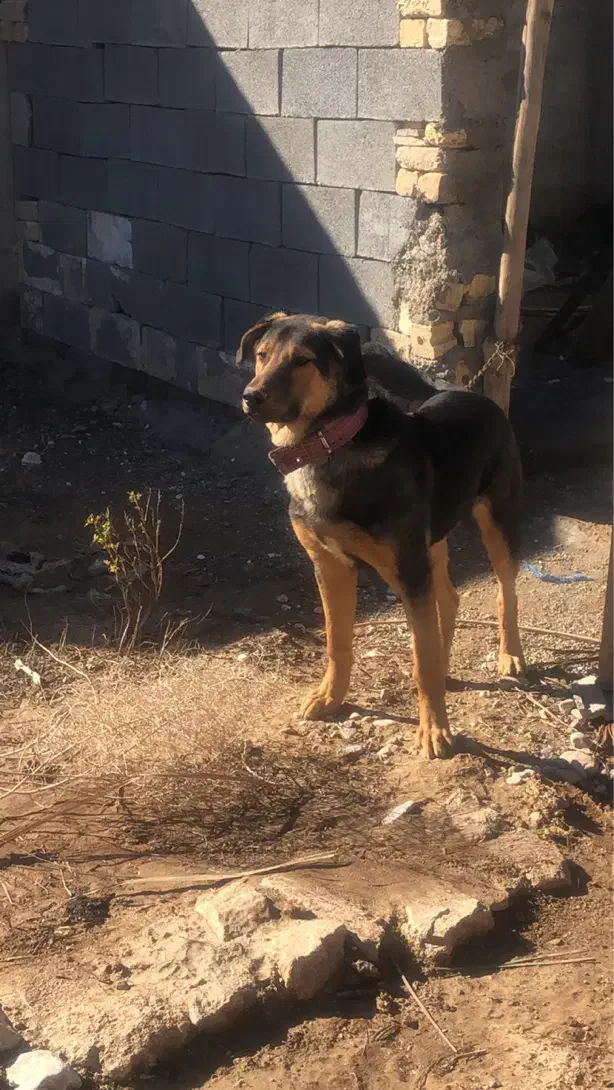 سگ نر|سگ|فسا, |دیوار