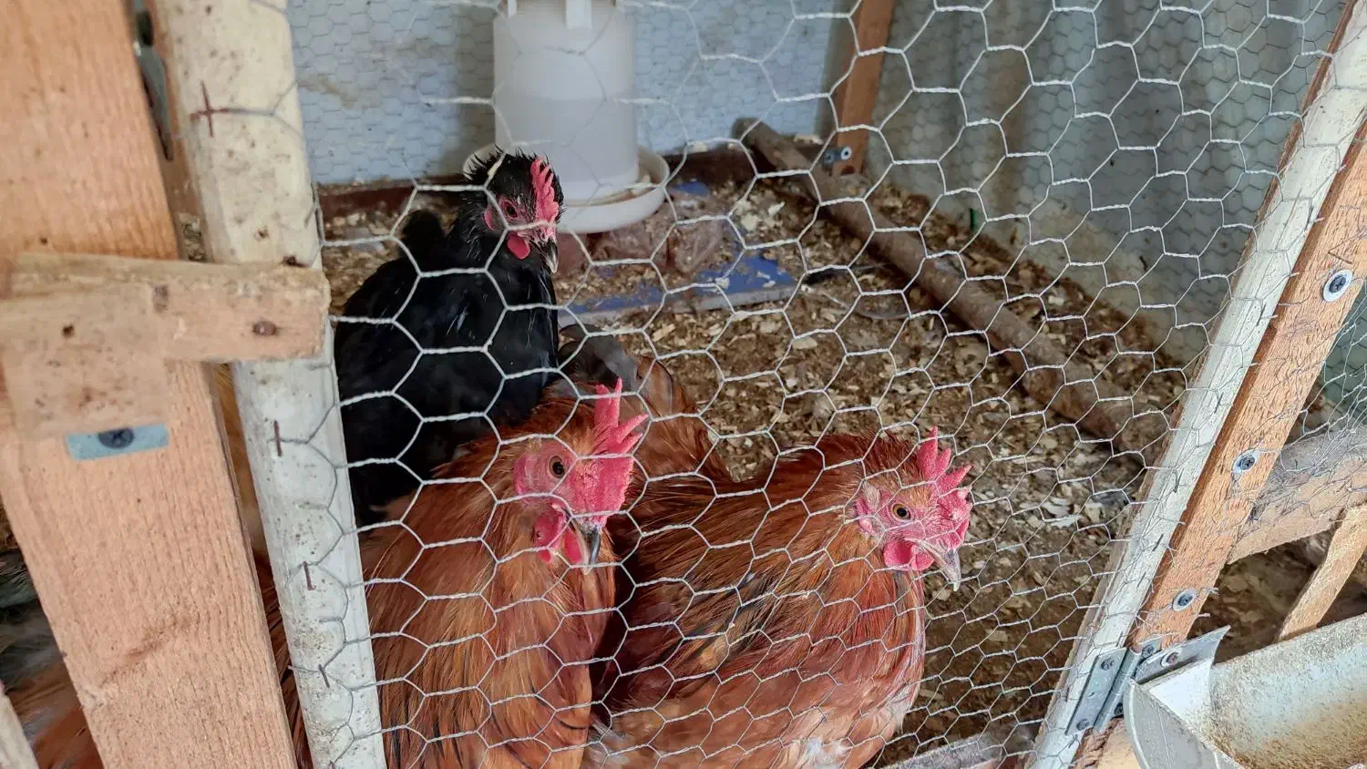 خروس کوشین بالغ (اصل)|حیوانات مزرعه|آمل, |دیوار