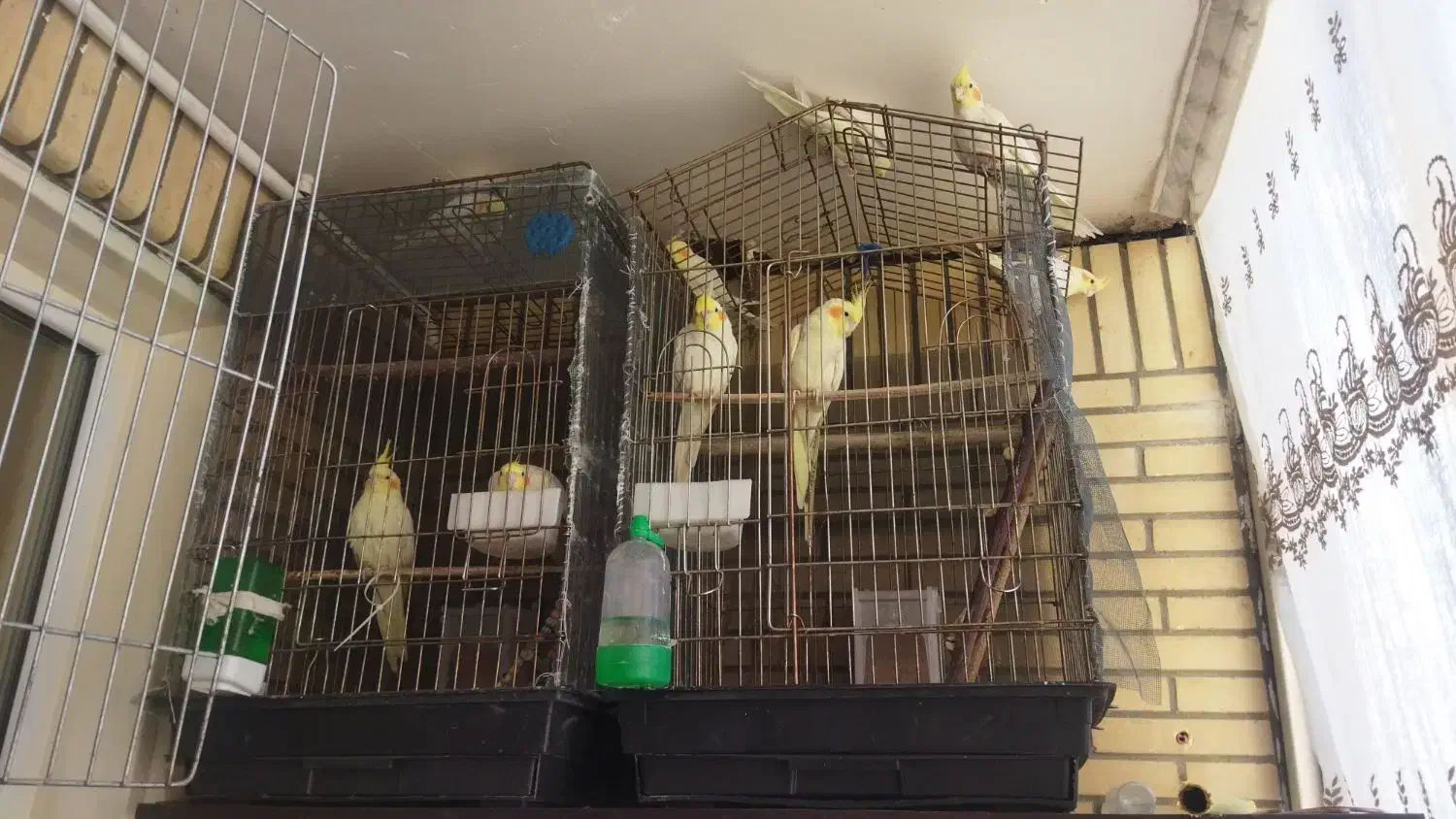 فروش عروس هلندی|پرنده|ساوه, |دیوار